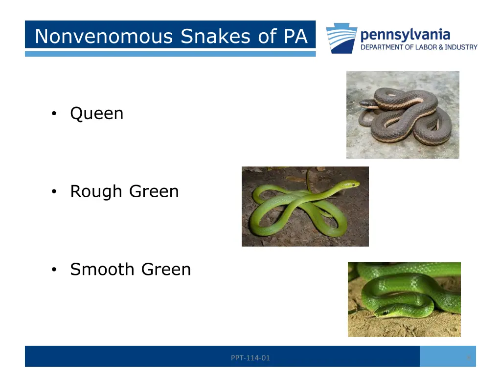 nonvenomous snakes of pa 2