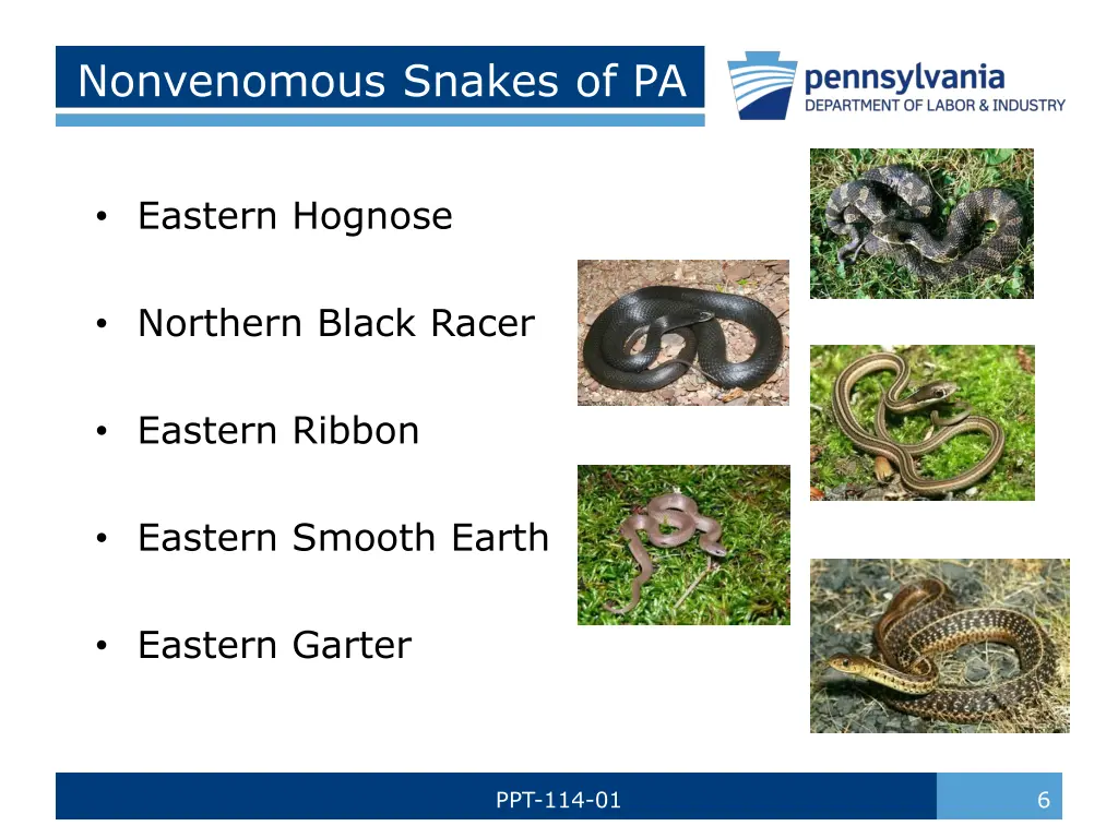 nonvenomous snakes of pa