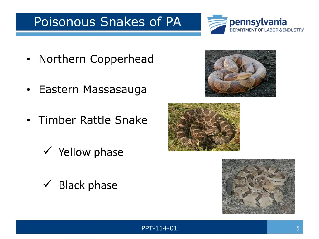 poisonous snakes of pa