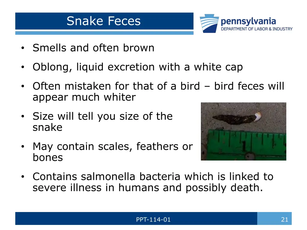 snake feces