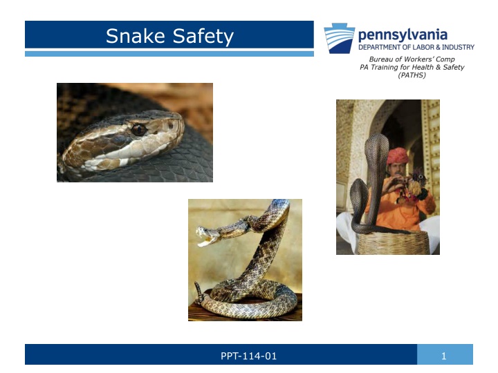 snake safety