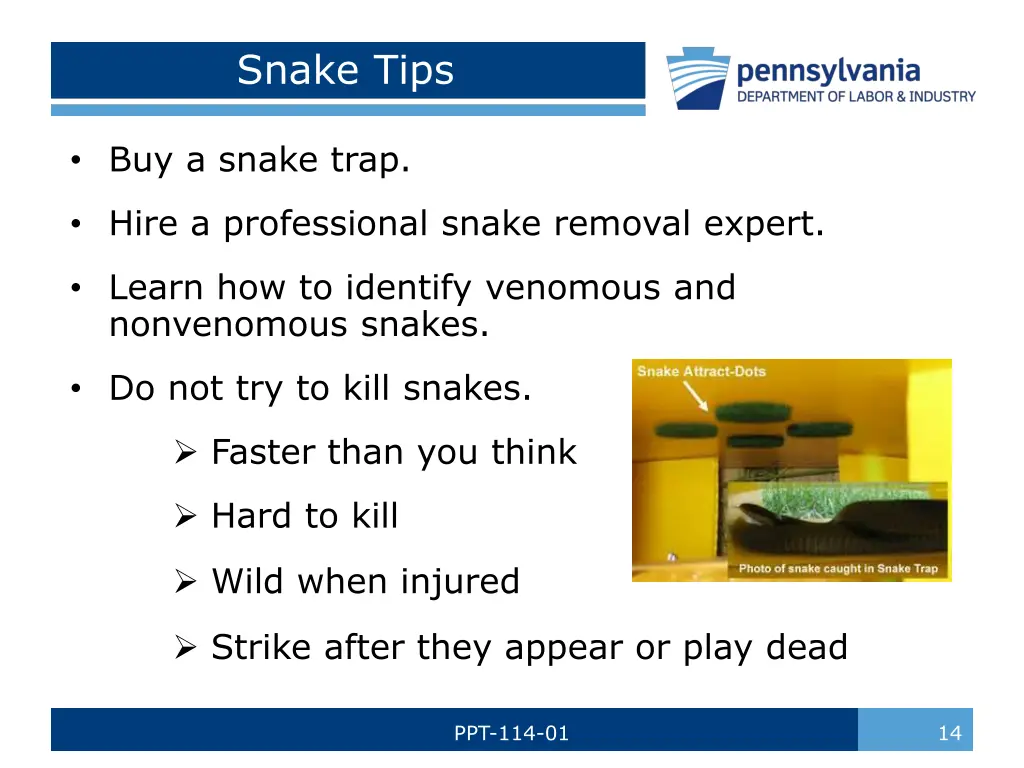 snake tips 1