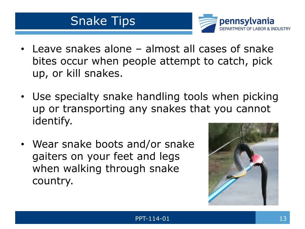 snake tips