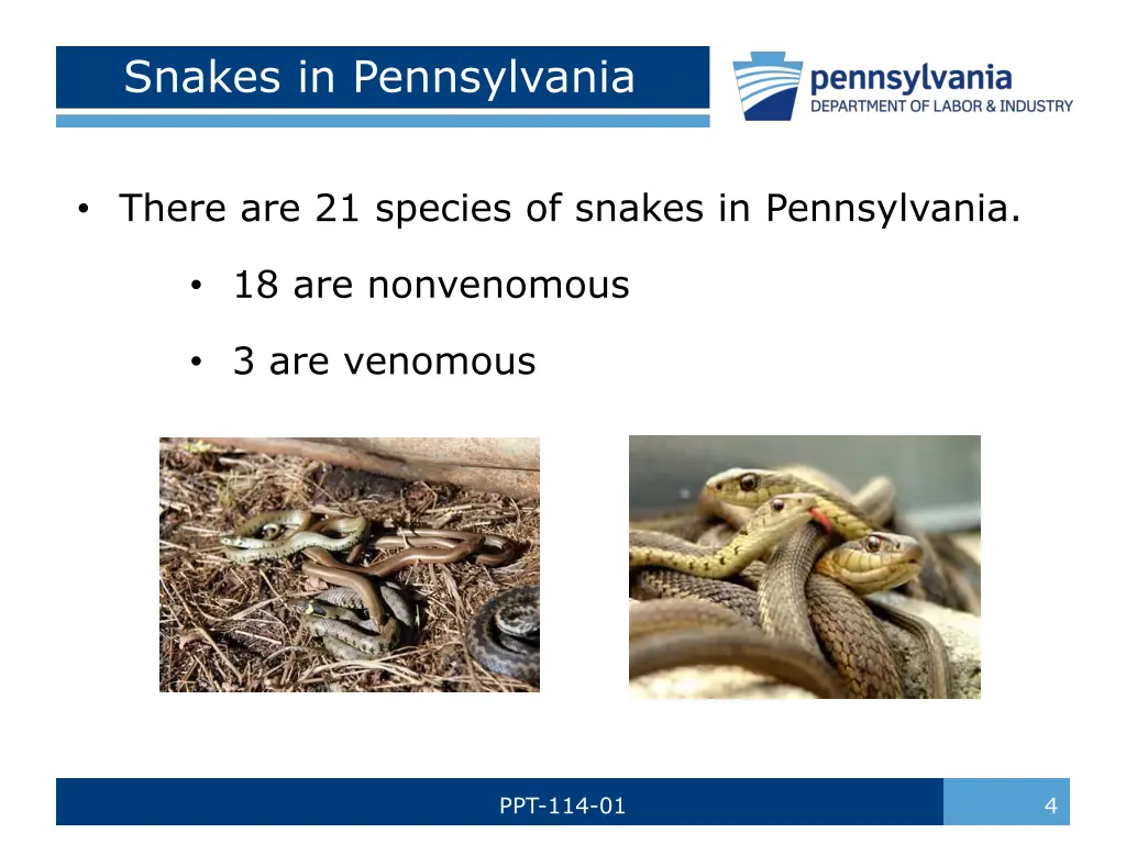 snakes in pennsylvania