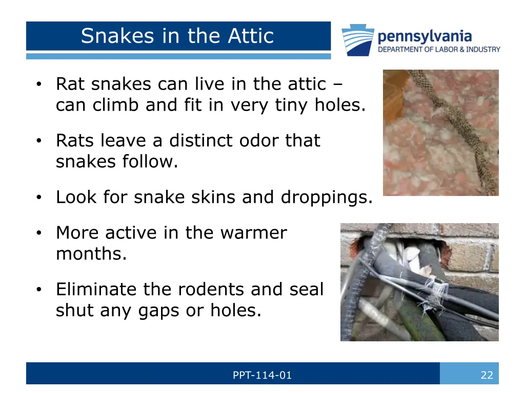 snakes in the attic