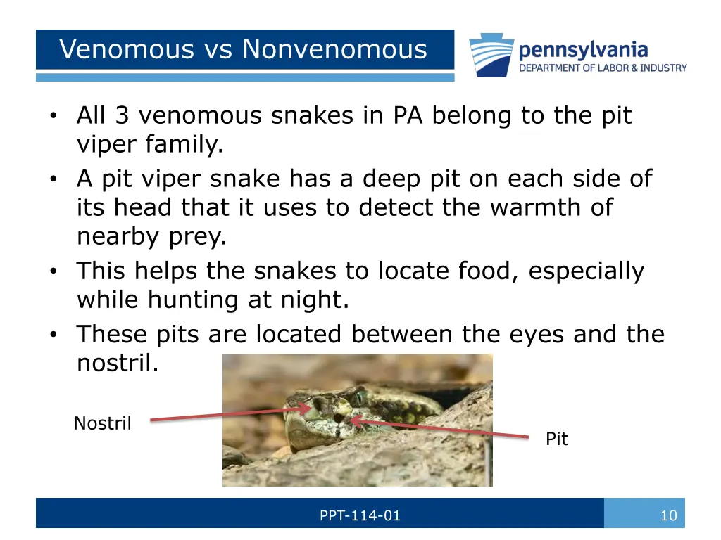 venomous vs nonvenomous 1