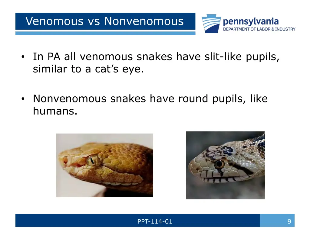 venomous vs nonvenomous