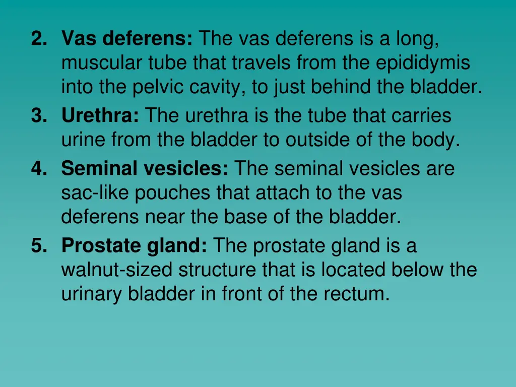 2 vas deferens the vas deferens is a long