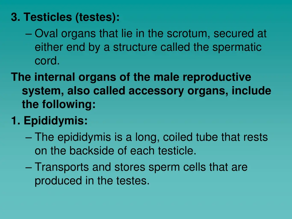 3 testicles testes oval organs that