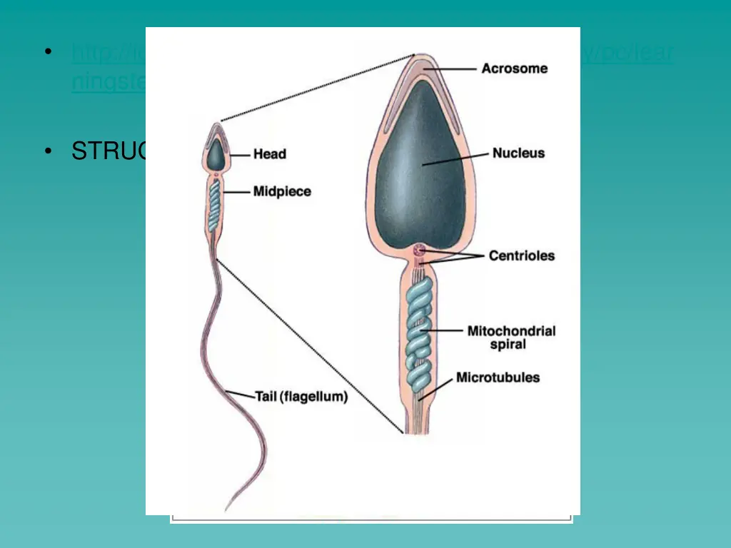 http lgfl skoool co uk content keystage3 biology