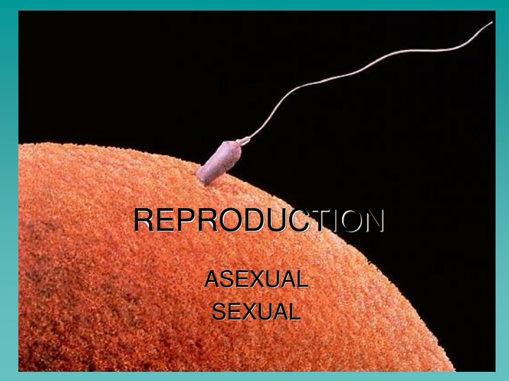 reproduction