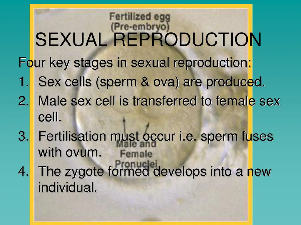 sexual reproduction four key stages in sexual