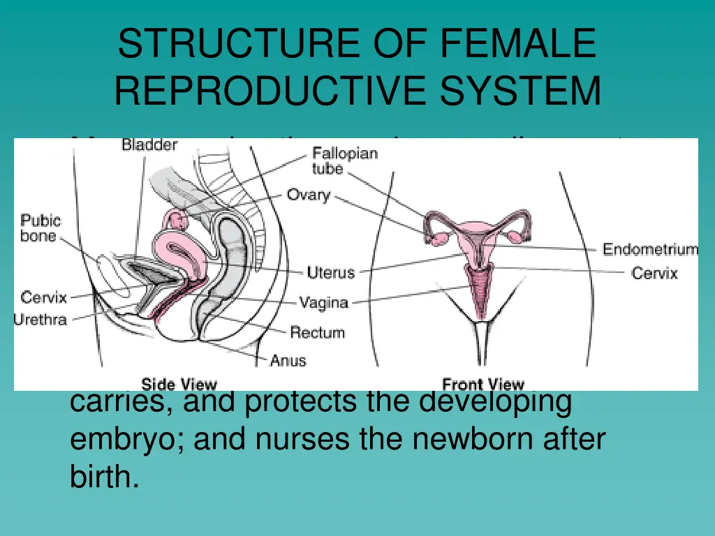 structure of female reproductive system