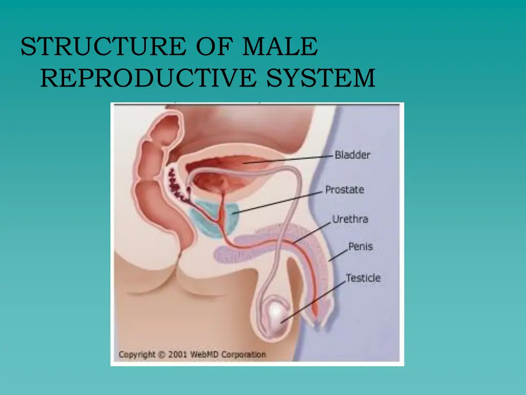 structure of male reproductive system