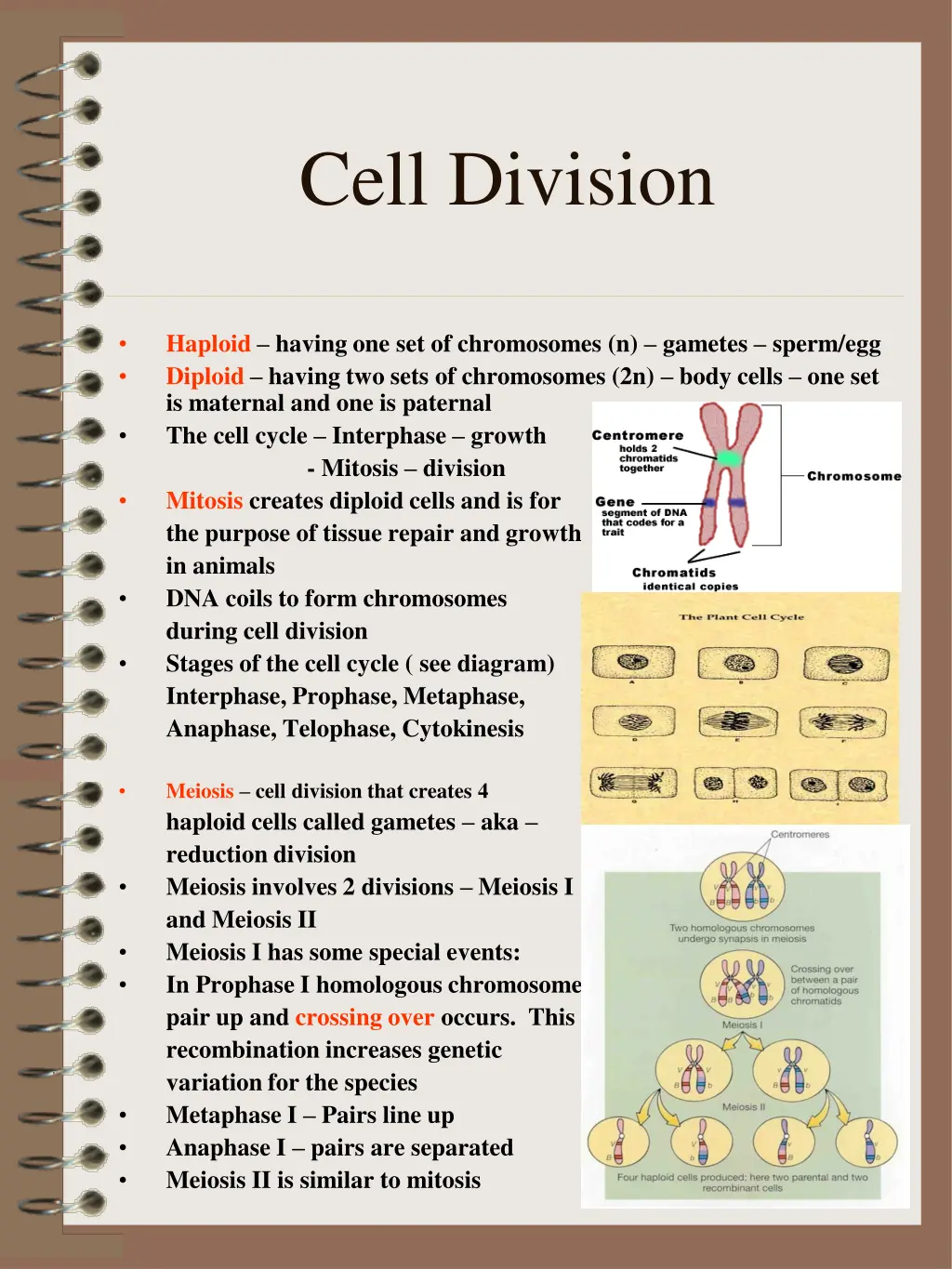 cell division