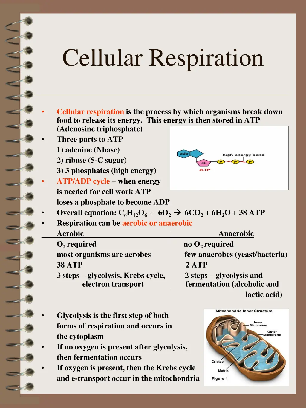 cellular respiration