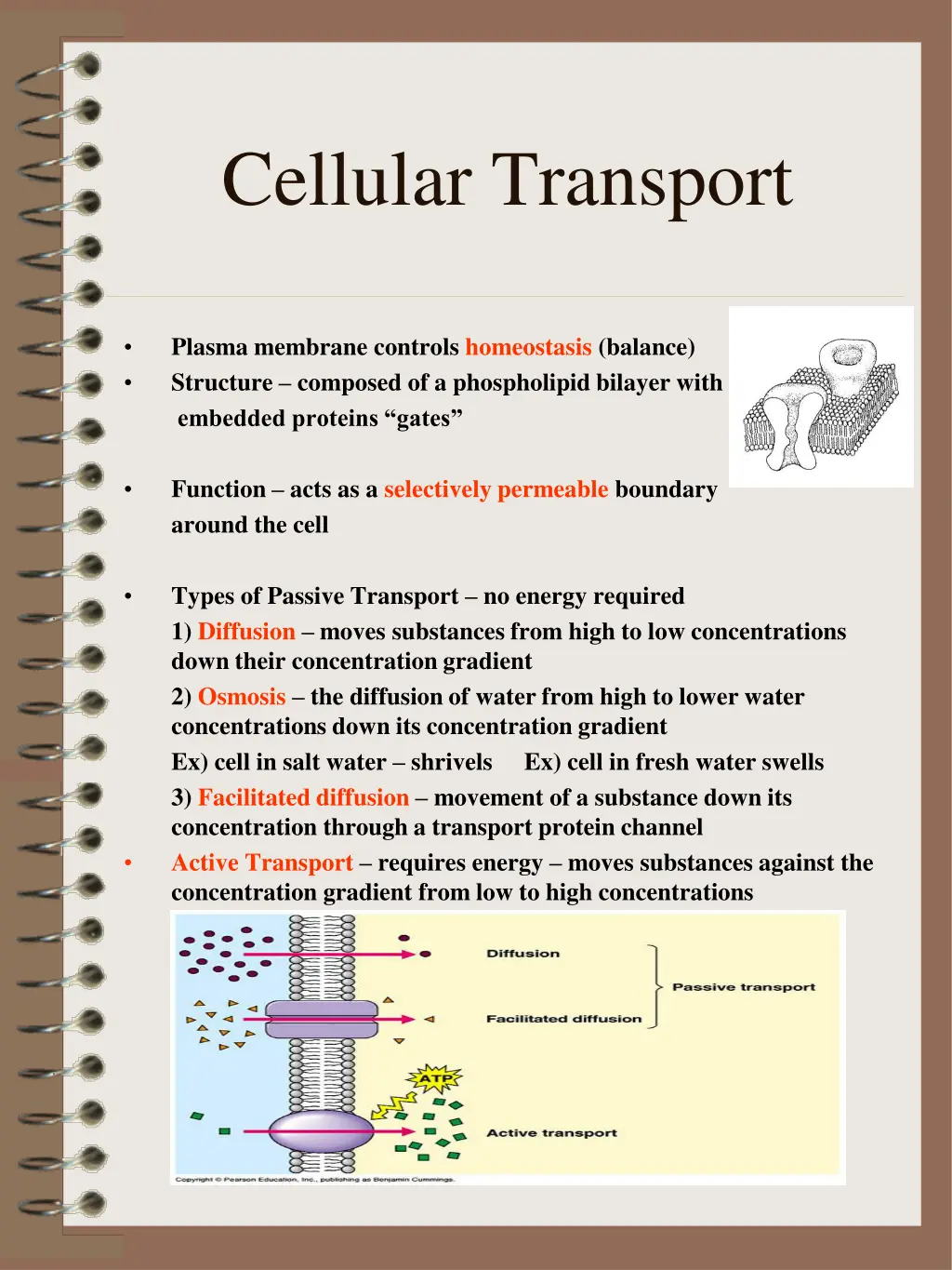 cellular transport