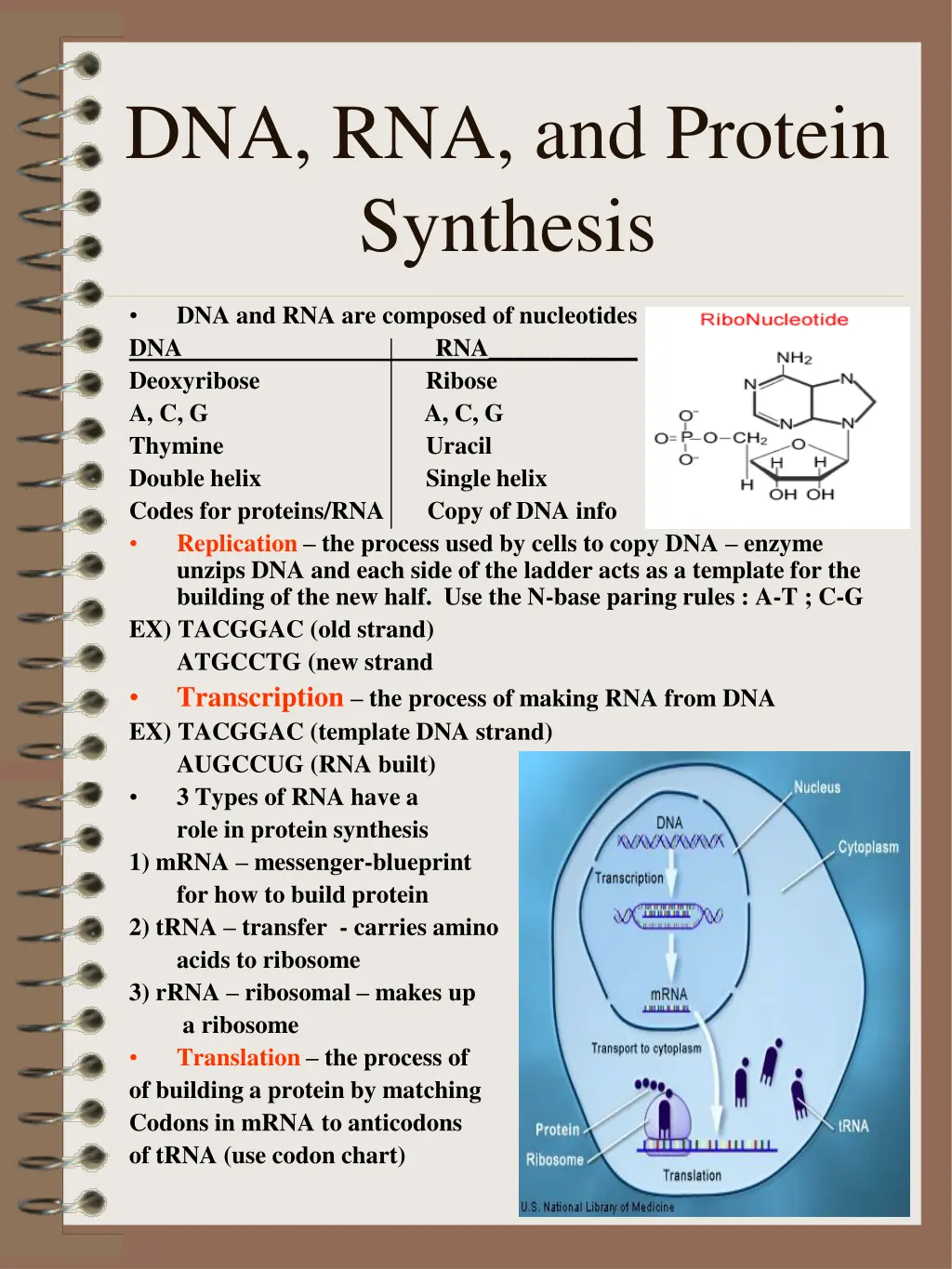 dna rna and protein synthesis