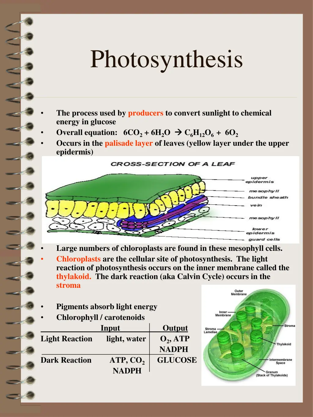 photosynthesis