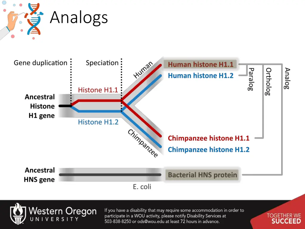 analogs