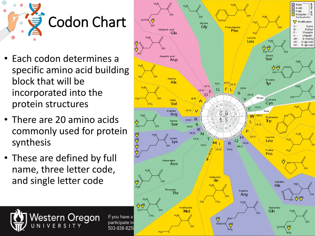 codon chart codon chart