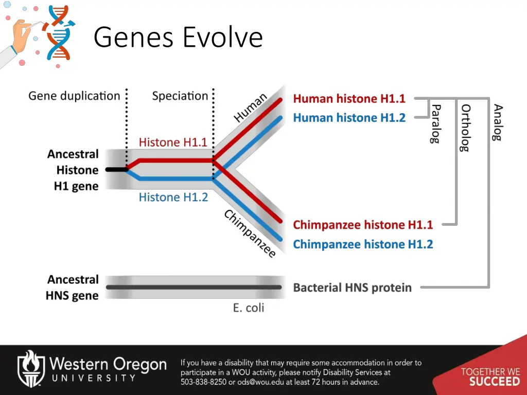 genes evolve