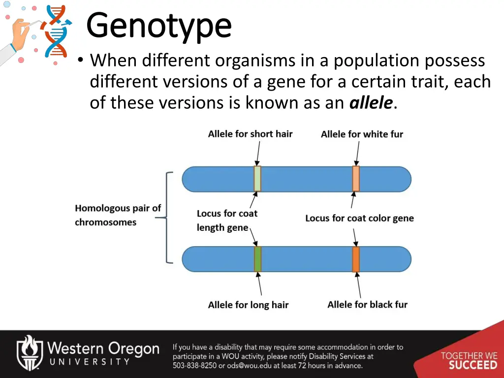 genotype genotype when different organisms