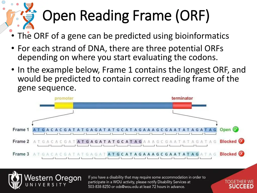 open reading frame orf open reading frame orf