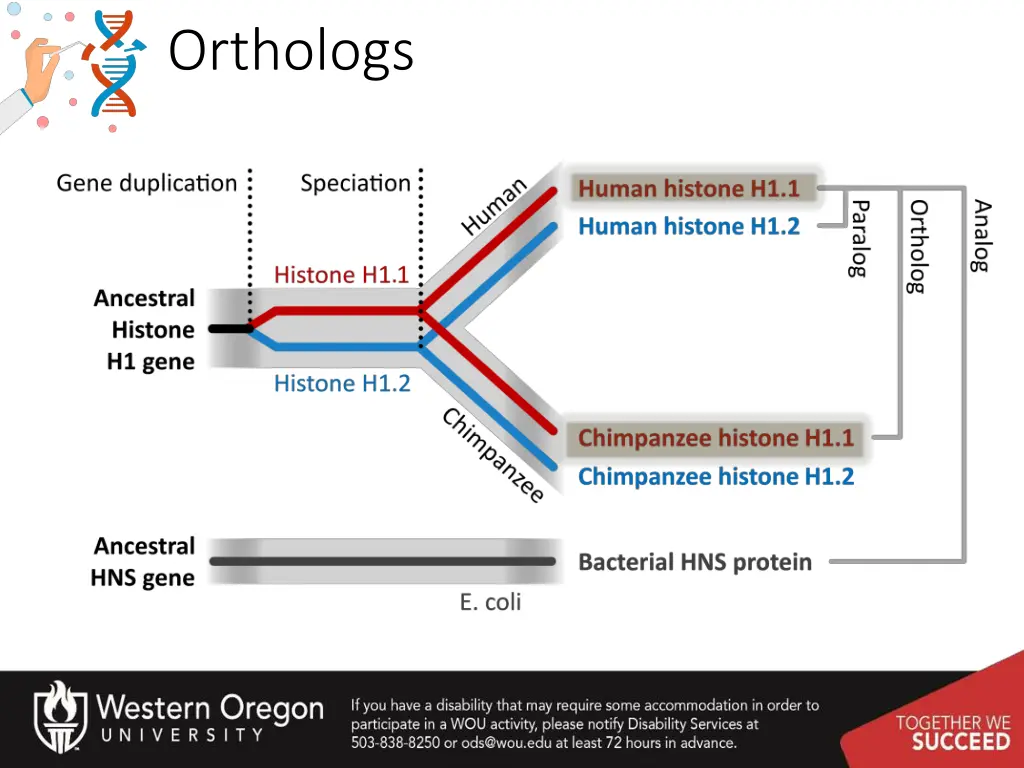 orthologs