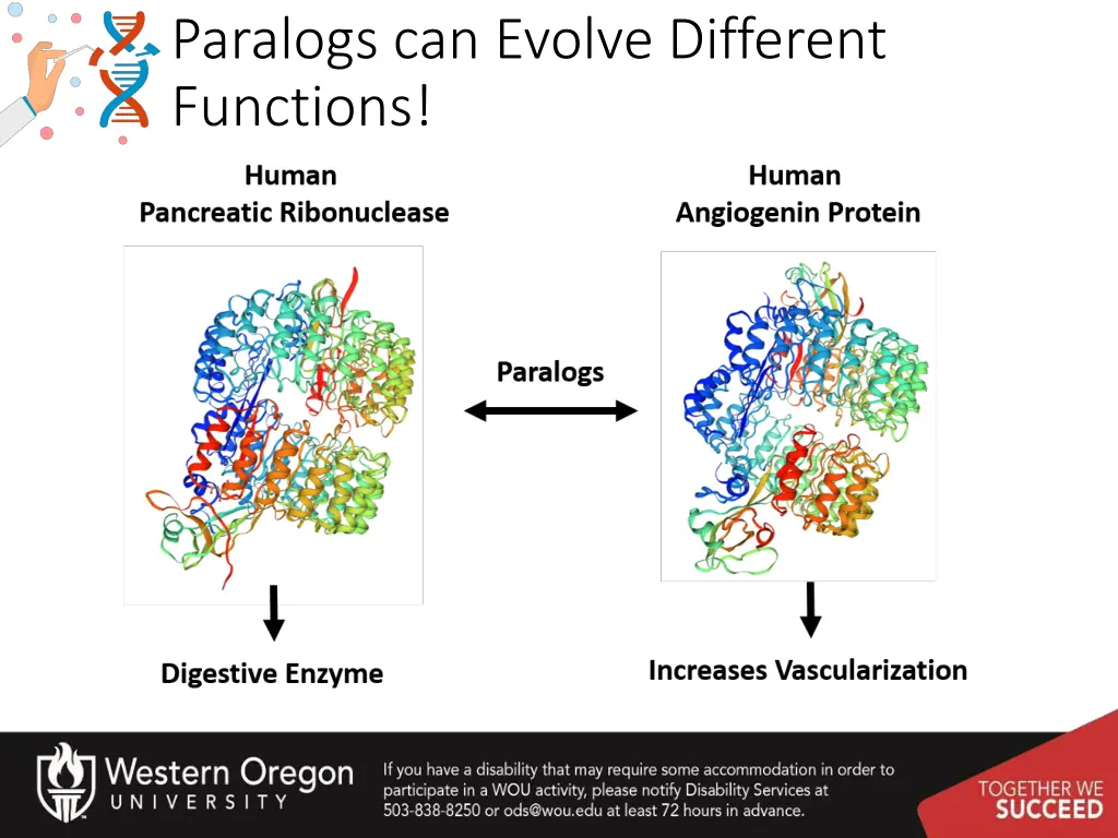 paralogs can evolve different functions