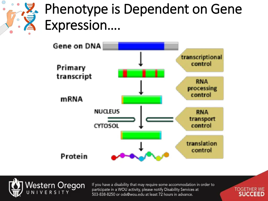 phenotype is dependent on gene phenotype