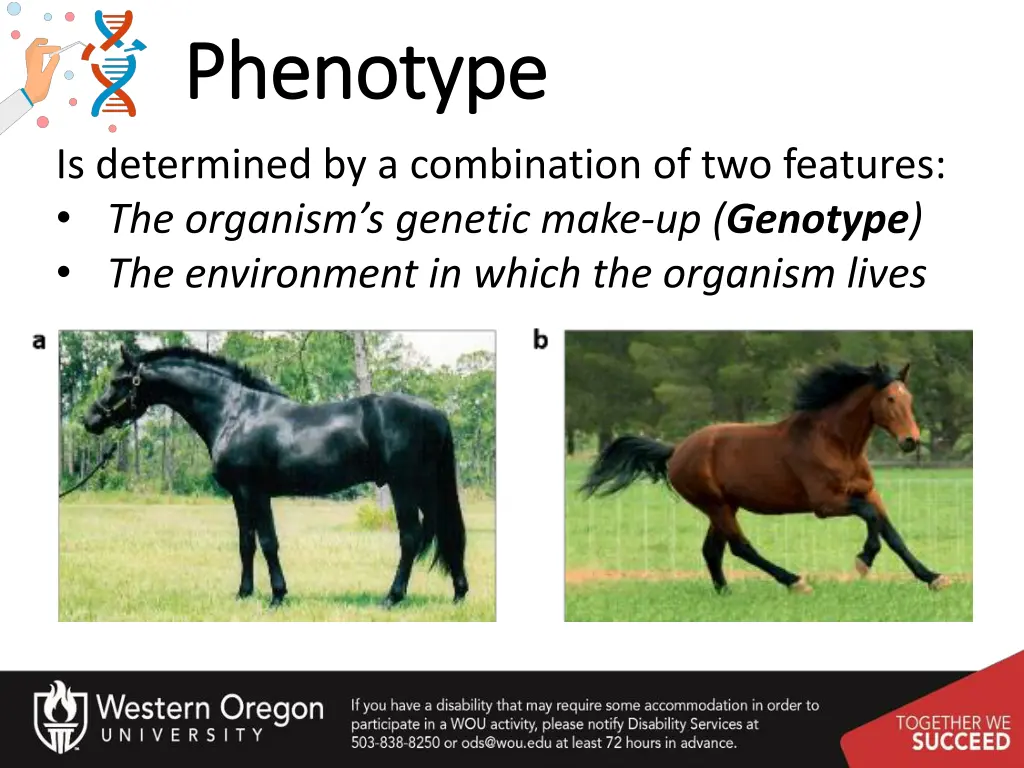 phenotype phenotype