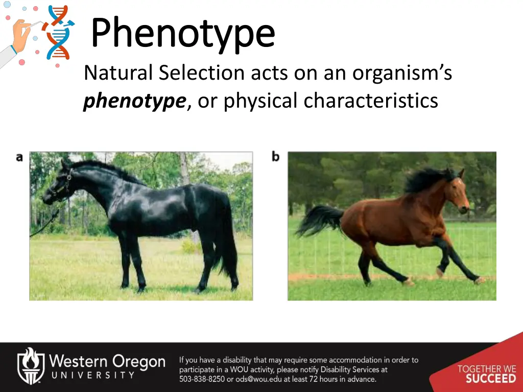 phenotype phenotype natural selection acts