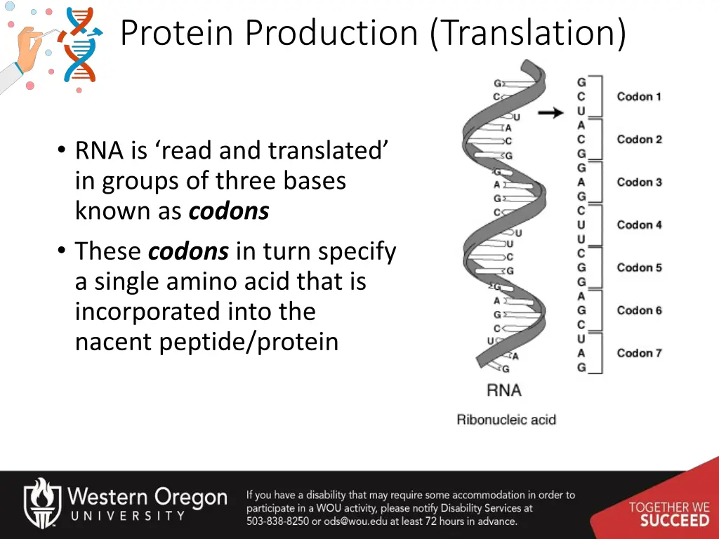 protein production translation