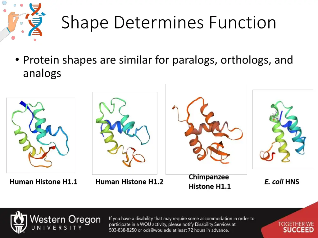 shape determines function