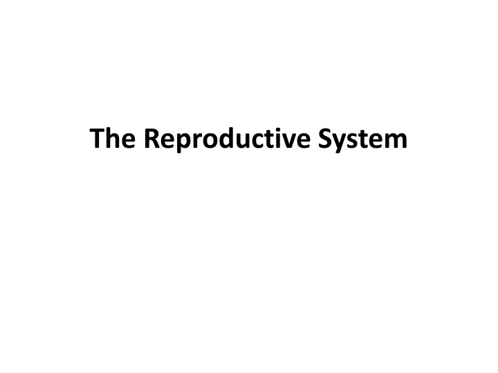 the reproductive system