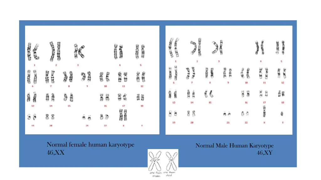 normal female human karyotype 46 xx