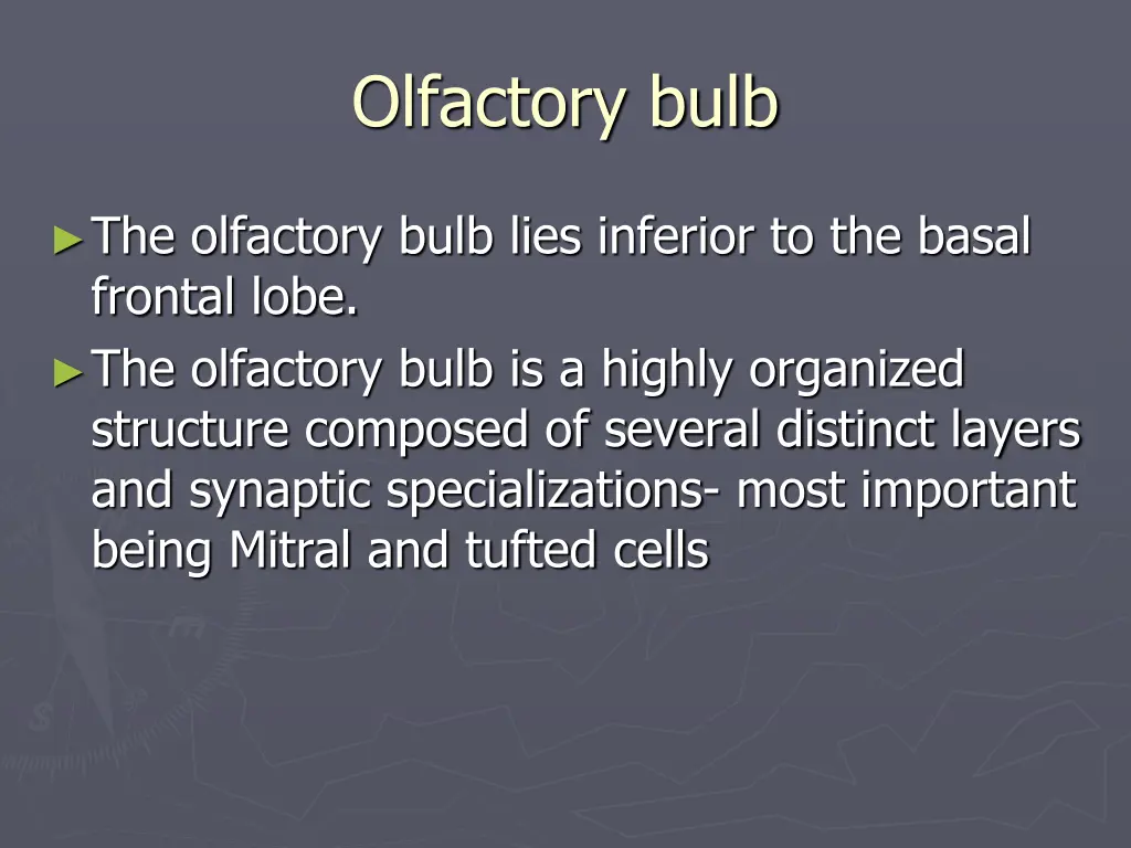 olfactory bulb