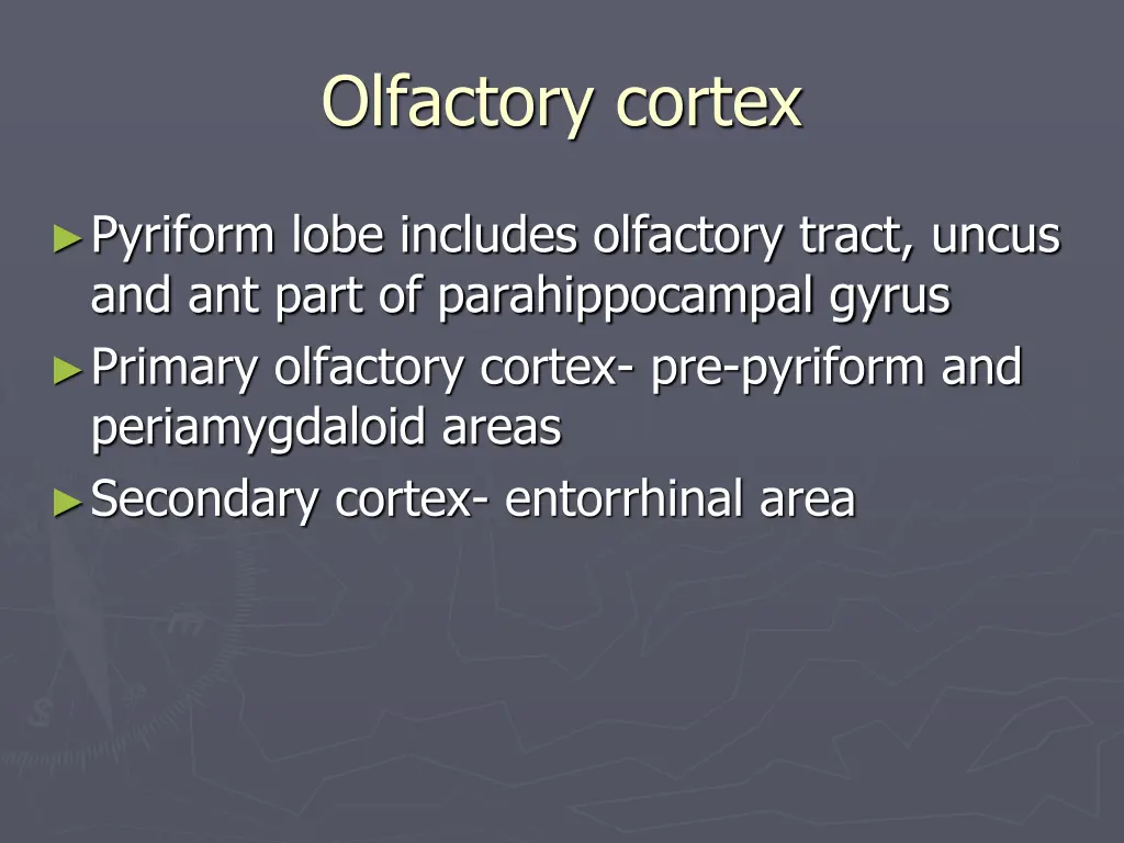 olfactory cortex