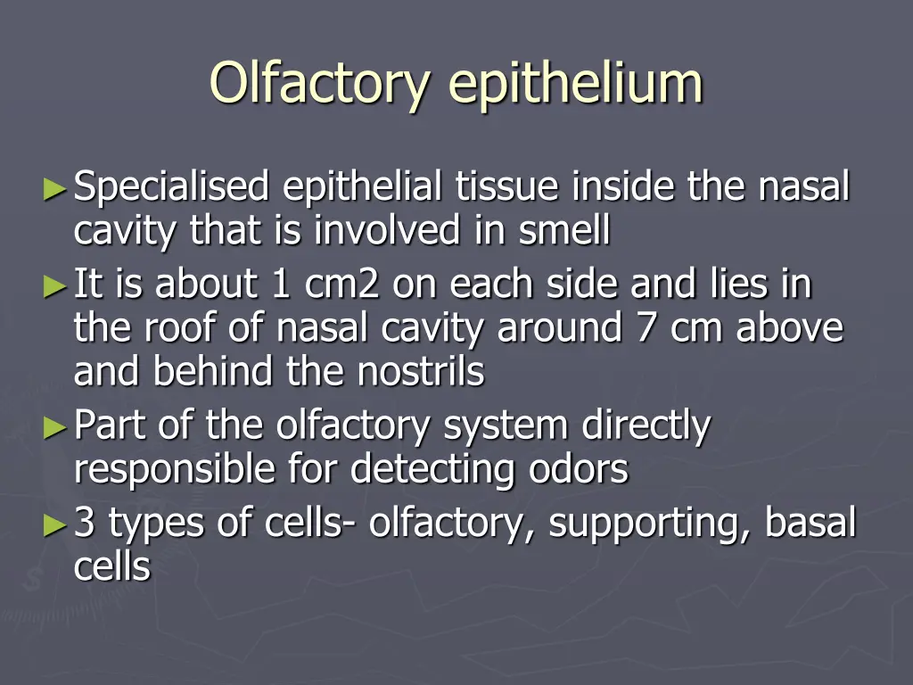 olfactory epithelium