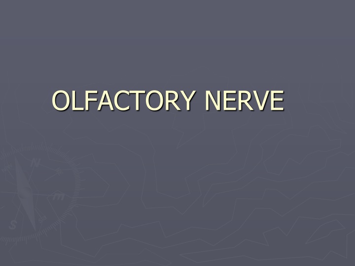 olfactory nerve