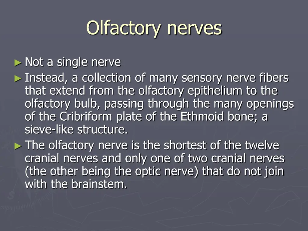 olfactory nerves