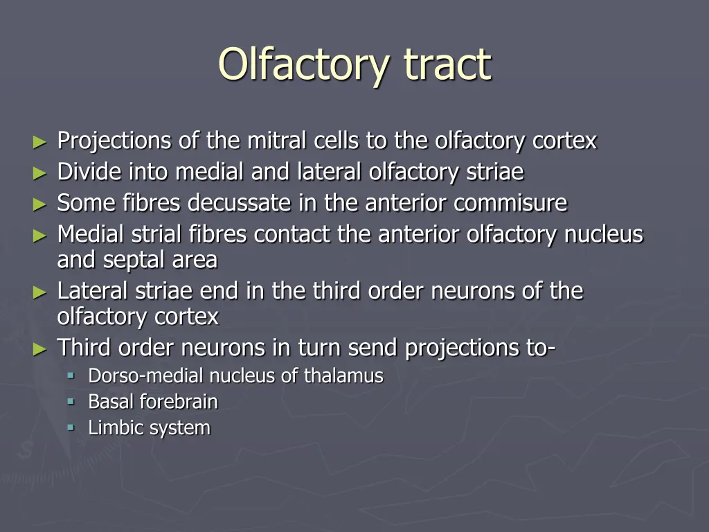 olfactory tract