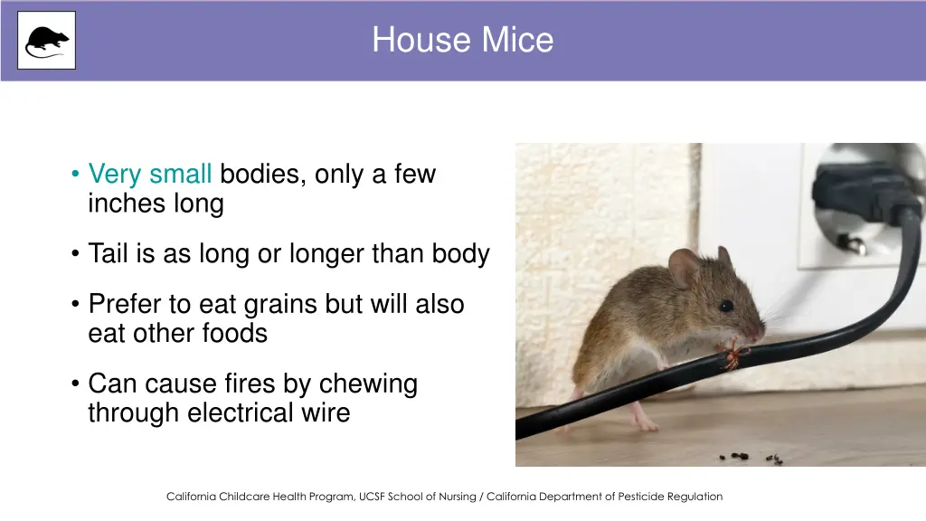 house mice