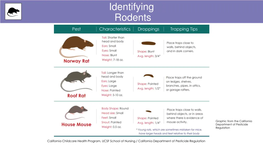 identifying rodents 1