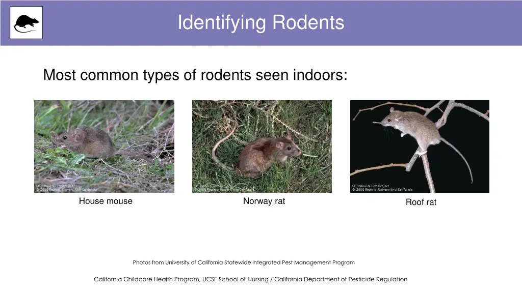 identifying rodents