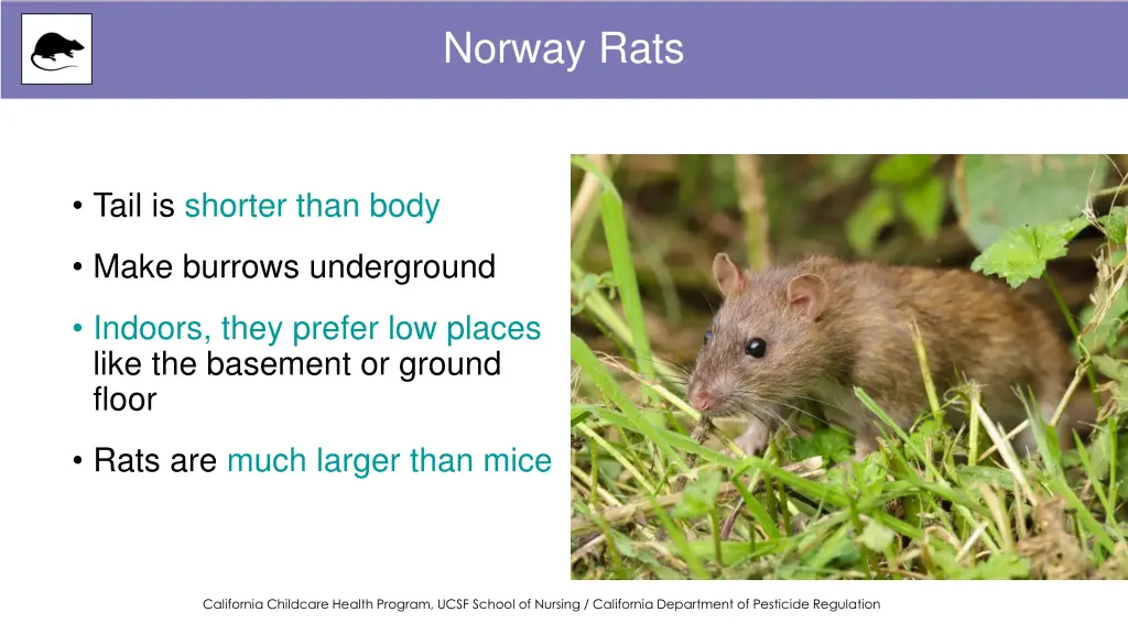 norway rats