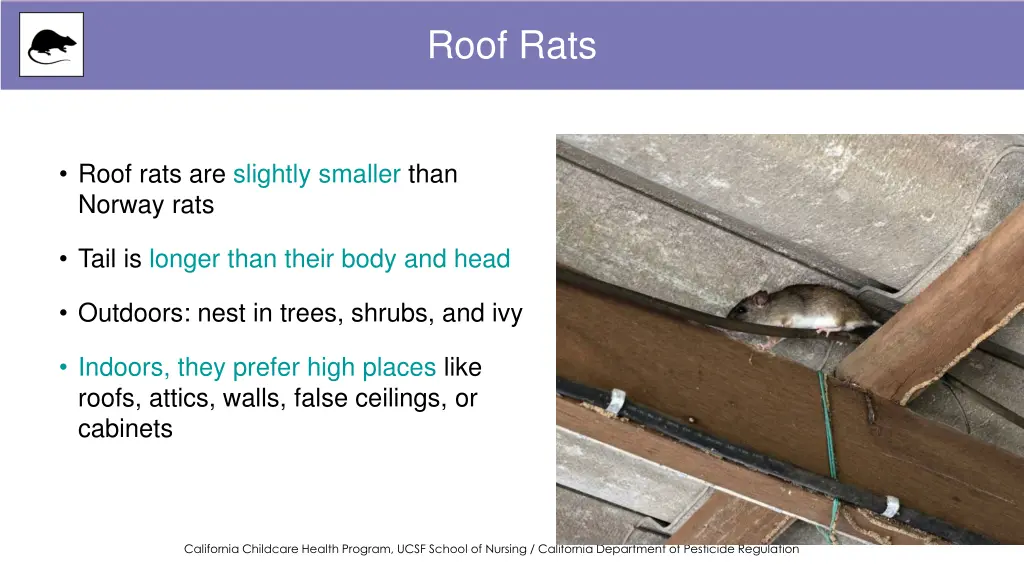 roof rats