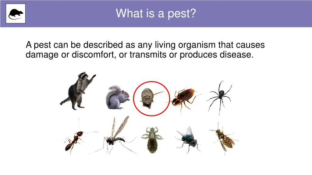 what is a pest