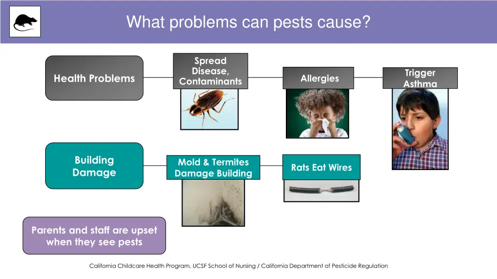 what problems can pests cause